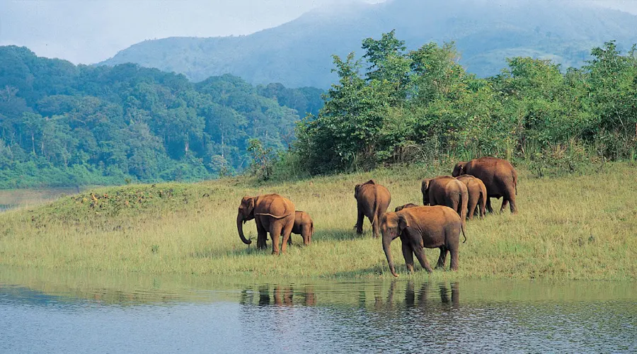 Periyar National Park